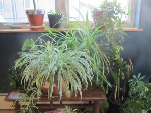 plants
