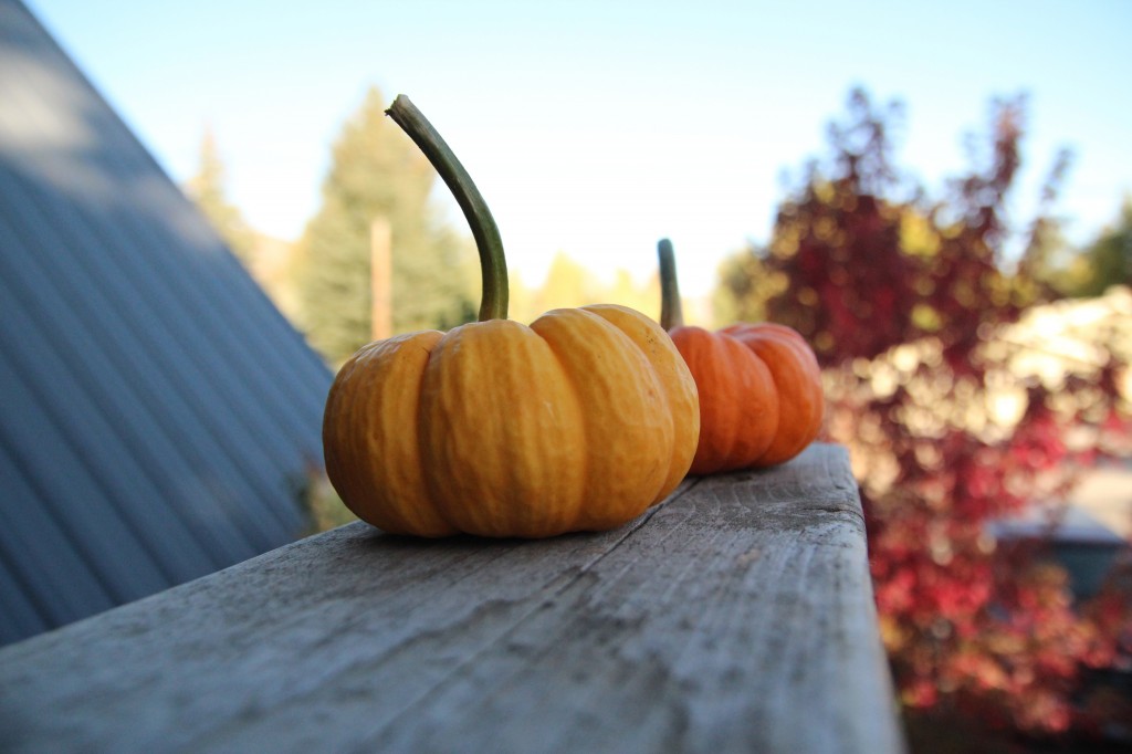 :: Our cute mini pumpkins! Happy October!