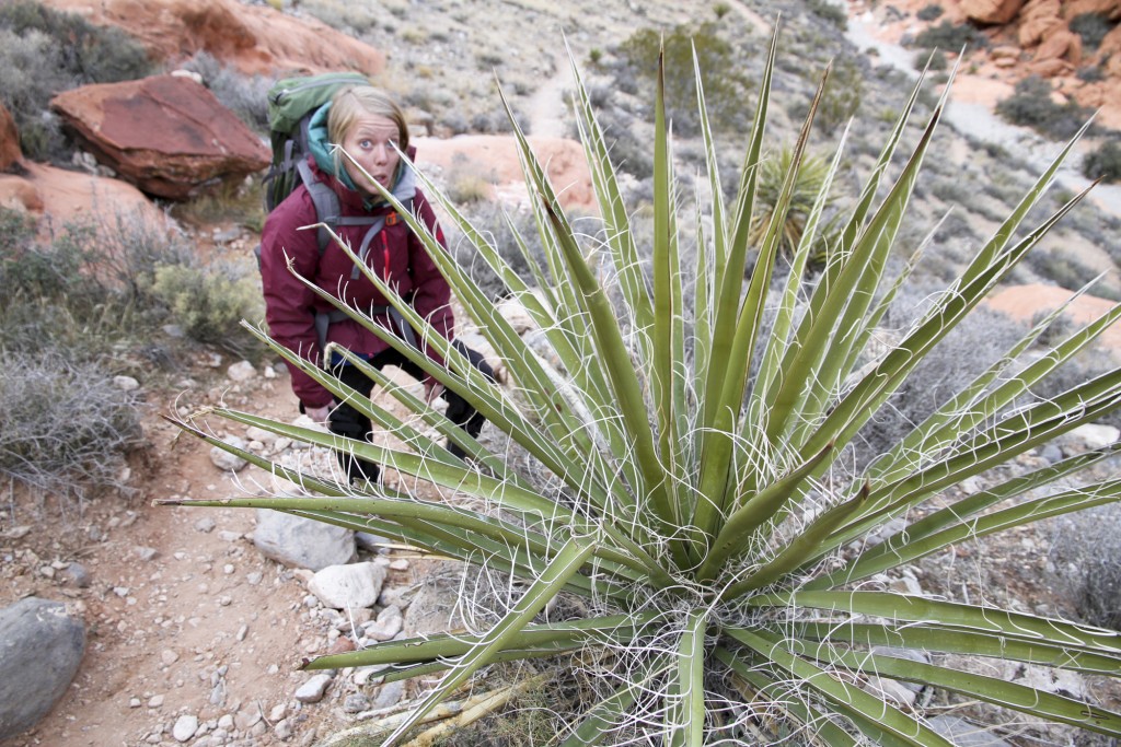 The way the desert landscape interacts with the plant life is truly amazing. A delicate and dynamic balance. This Yucca plant was abnormally HUGE.