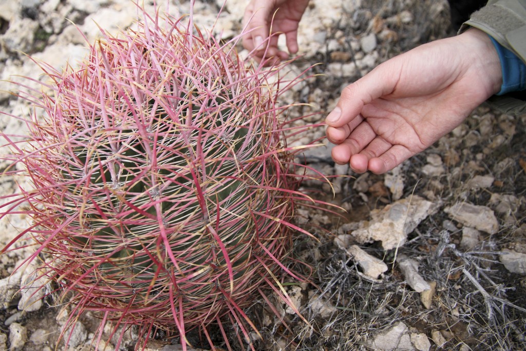 This little guy was one of HUNDREDS in certain areas. The spines felt like zip ties.