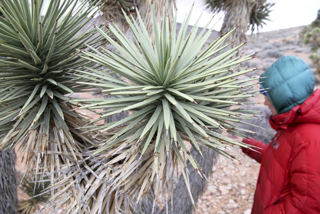 It was all I could do to not dig up a small Joshua Tree and try to plant it in our house back in Hailey. 