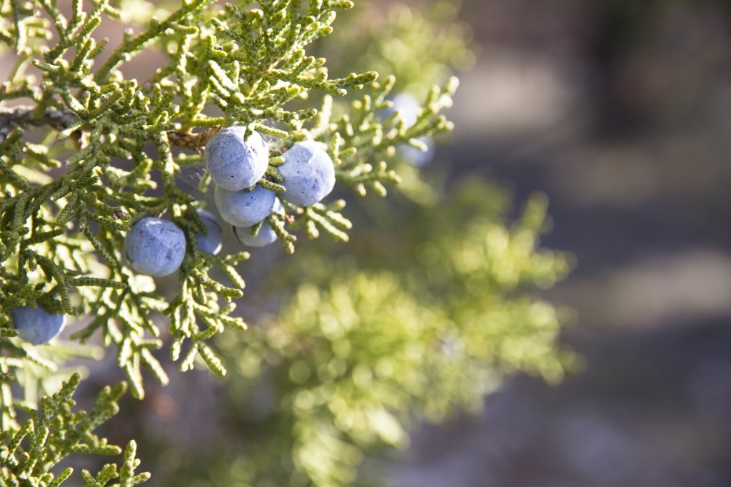 This area had a nice mix of Juniper and Bristlecone Pine.