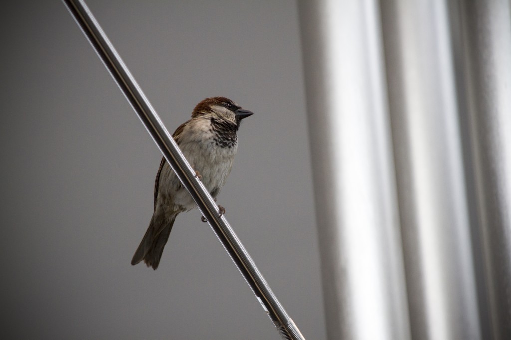 Birds were flying everywhere during our layover at the Denver Airport.