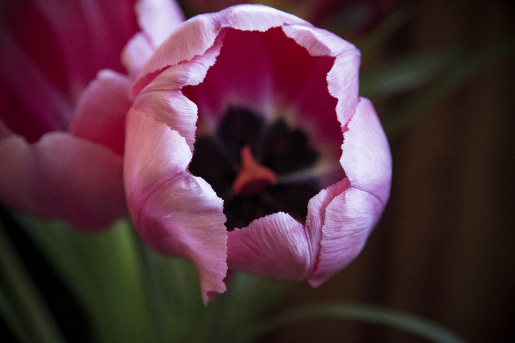 Tulips from the front yard.