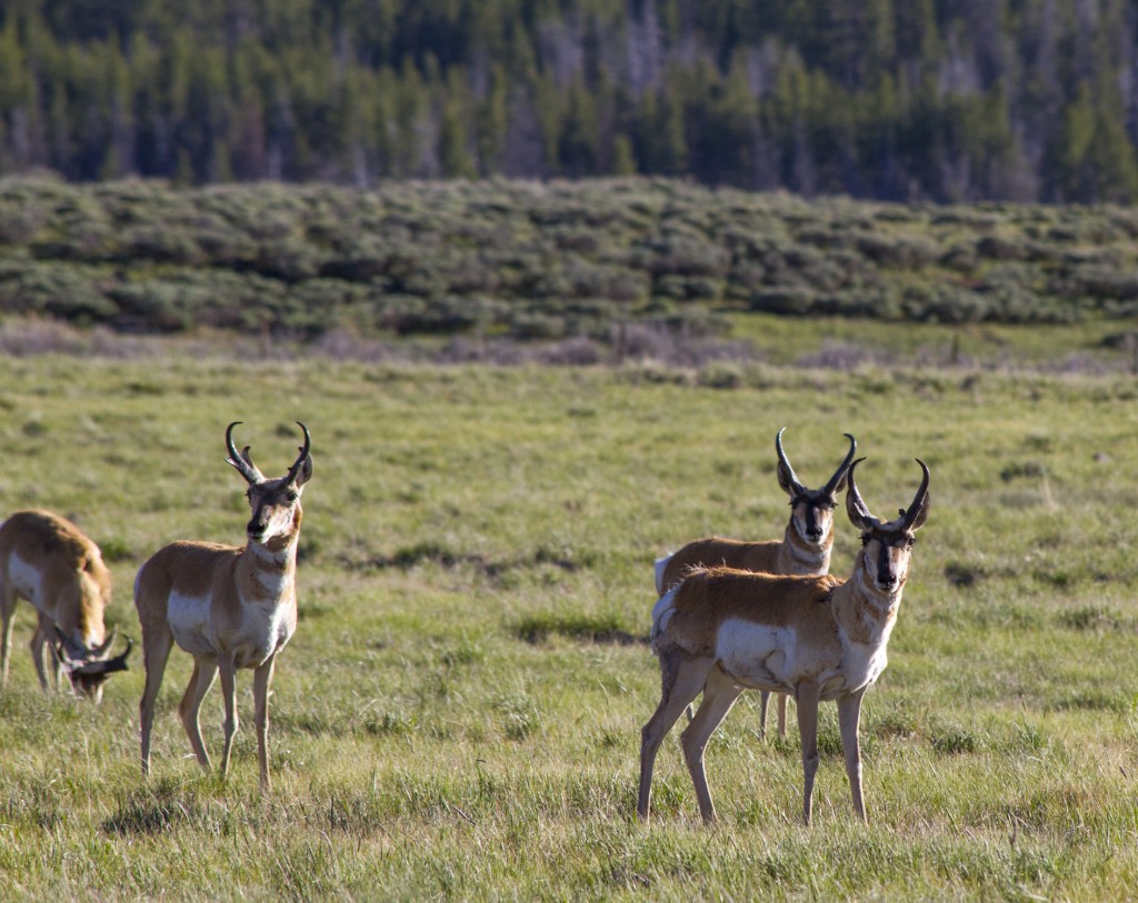 Some nice antelope bucks!
