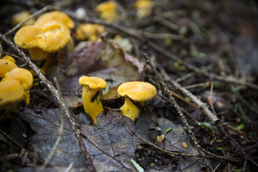 Chanterelles growing in the trail to the boat house.