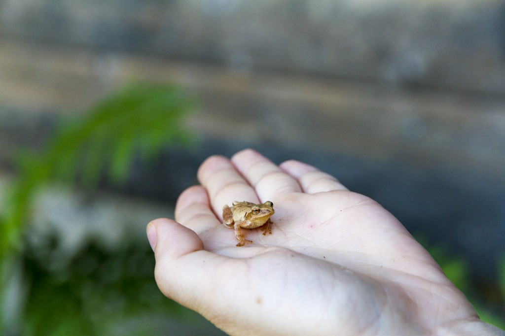 Micah caught all sorts of cool frogs and toads. This one was particularly cool!