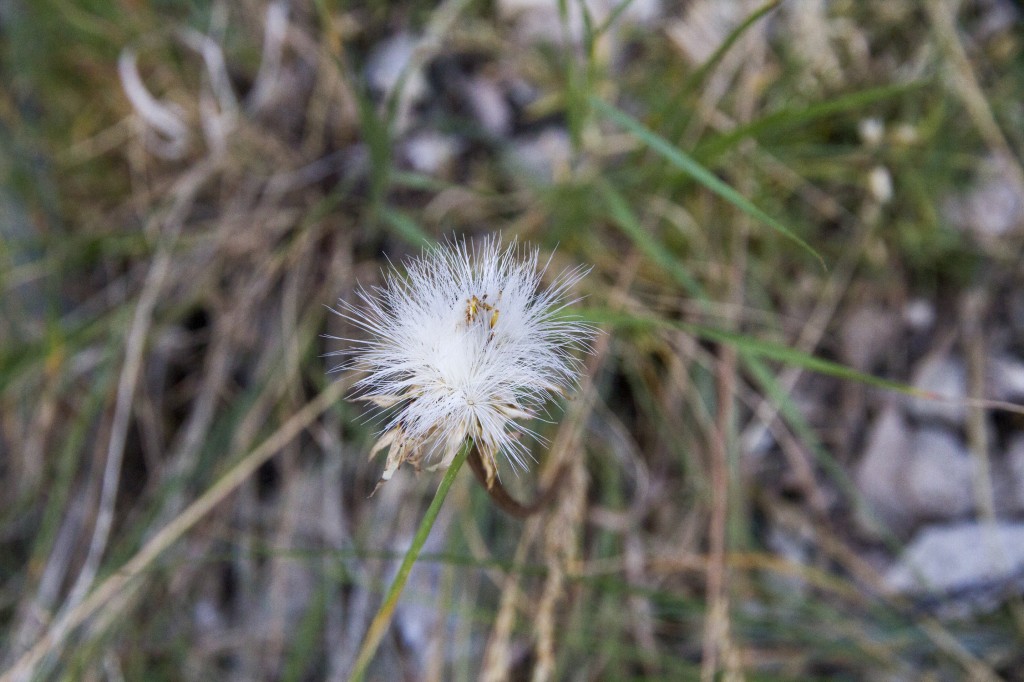 It was amazing how green things were here still. Mid-july and the flowers were still popping and the sage sprouting. 