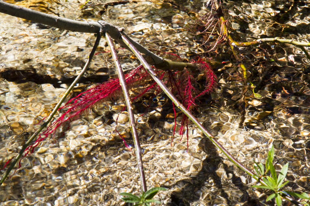 Roots sprouting from an underwater branch in crystal clear Iron Creek along the trail.