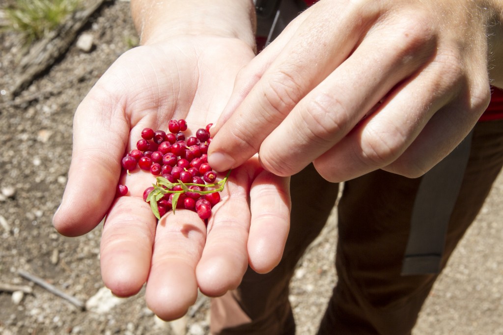 Gorging on Red Huckleberries Currants along the trail.