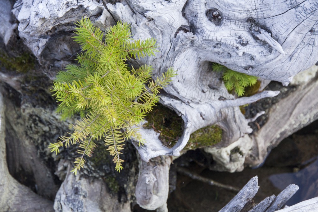 Little trees growing from a floating snag.