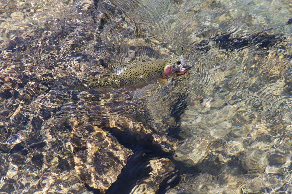 Landing a beautiful Cutthroat Trout