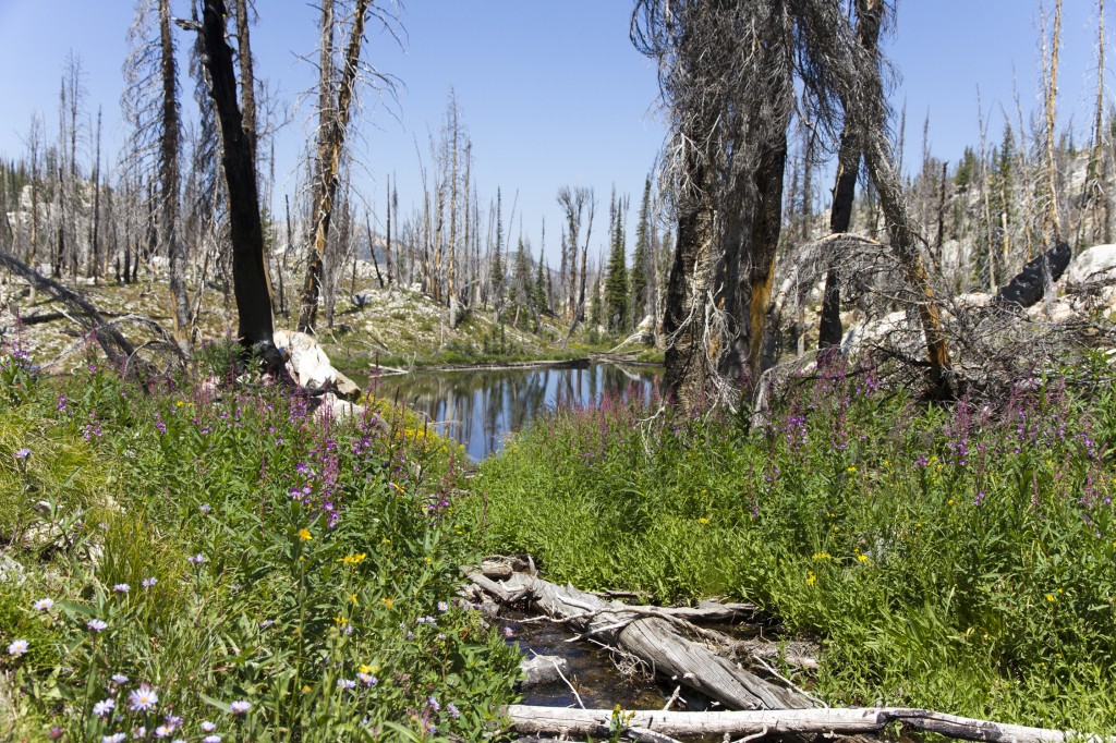 Lower McGown Lake