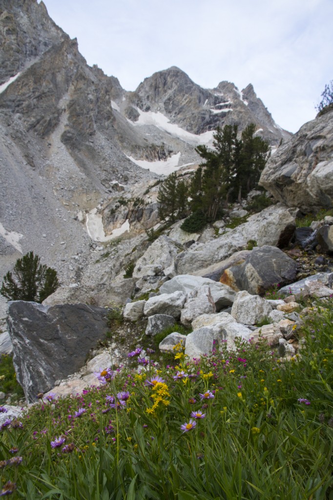 Some beautiful wildflowers along the trail.