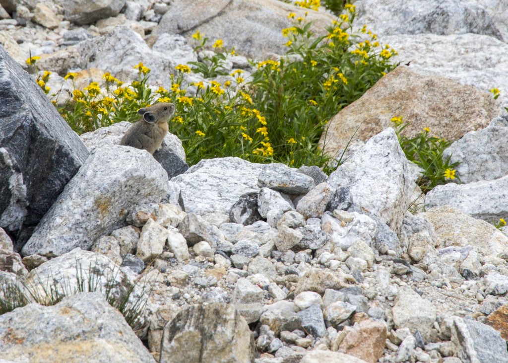 PIKA. Michele was about to tackle one and bring it home in her pack.