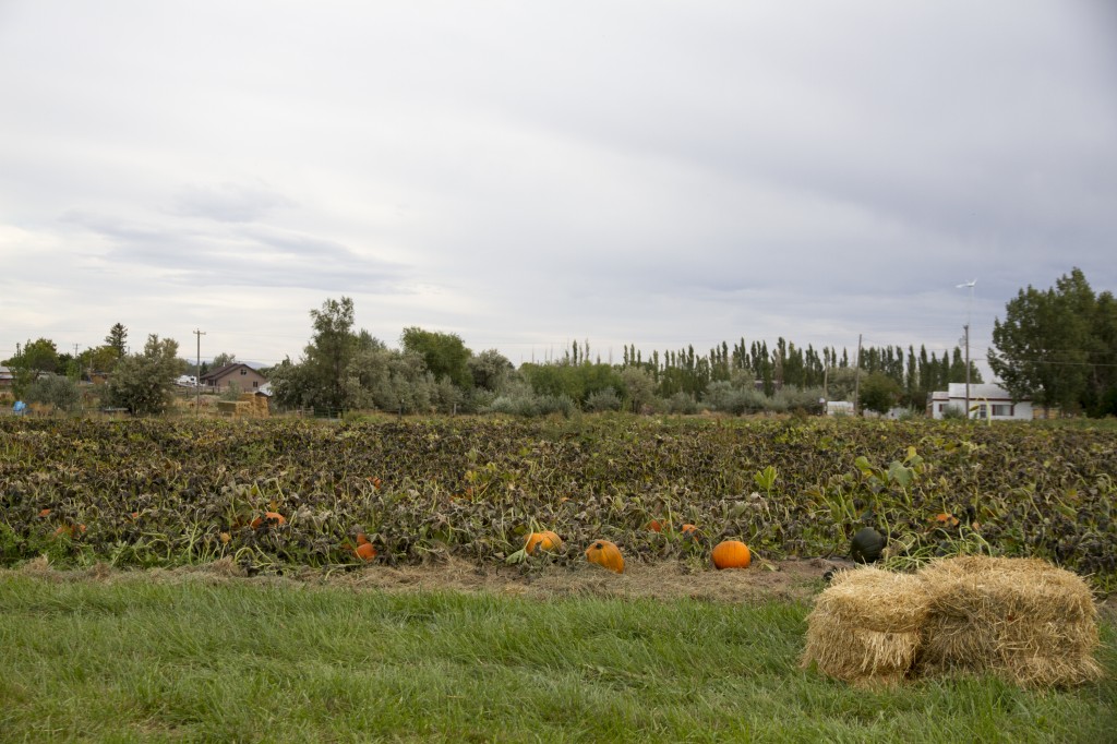 130921_PumpkinPatch_00