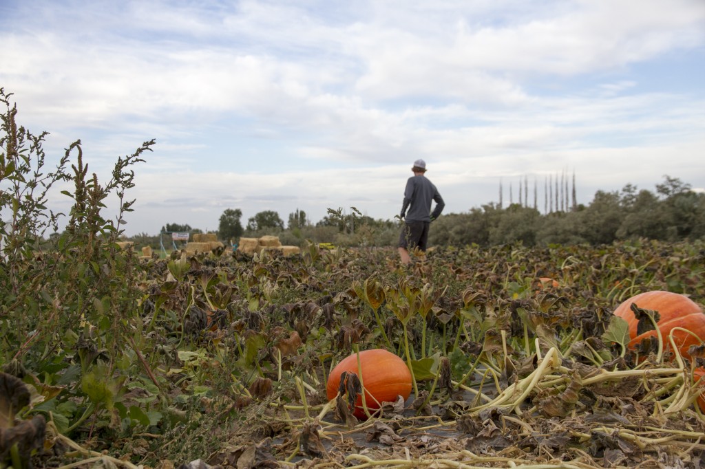 130921_PumpkinPatch_05