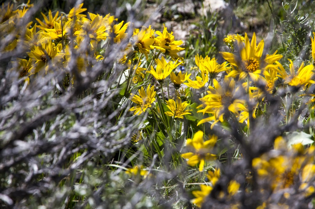 Balsam Root and other wild flowers blanket The Fins' Eastern aspects well into July.