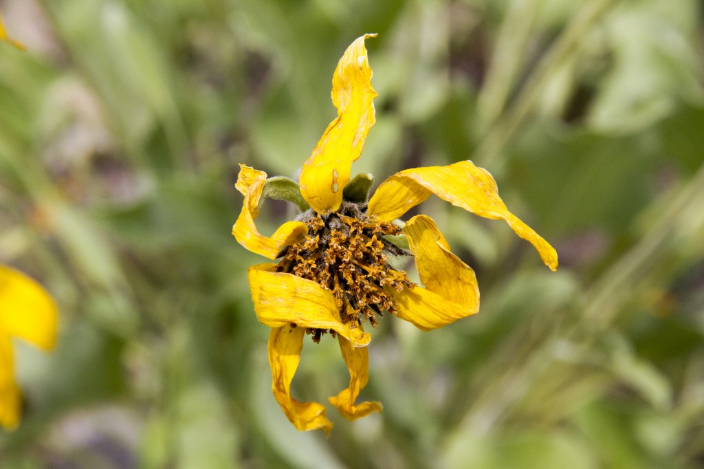 Late June and the Balsam root is starting to fade. 