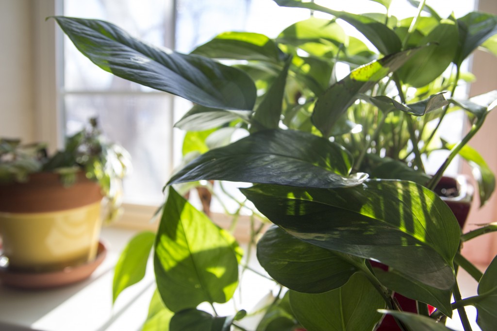 Although we have -15 F, crazy winds and a random window collapse to deal with our plants made it to Colorado in relatively good health. Lucky for them there is a nice big sunny window for them to rest under in our new room.