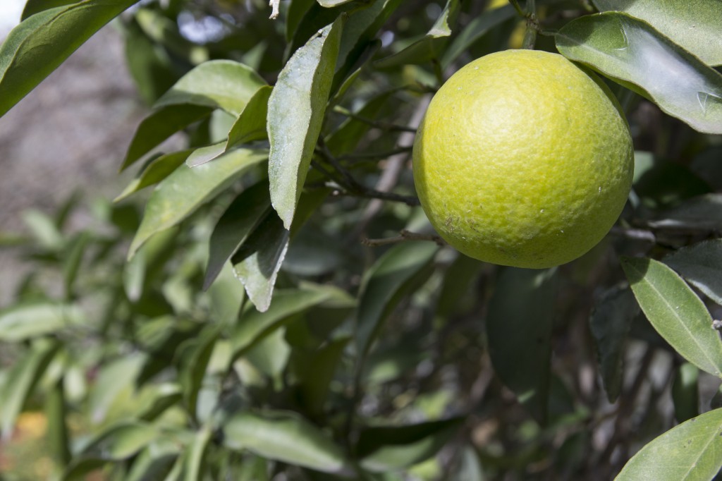 Funky green oranges growing in the yard.