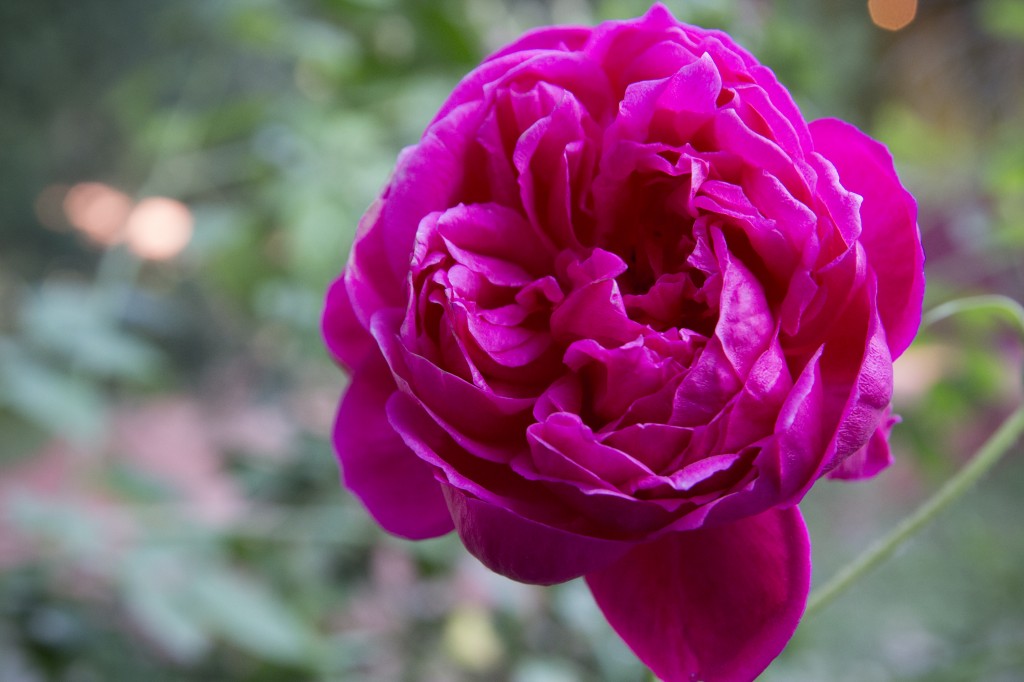 The grounds of our new home had some really nice flowers including this rose bush. 