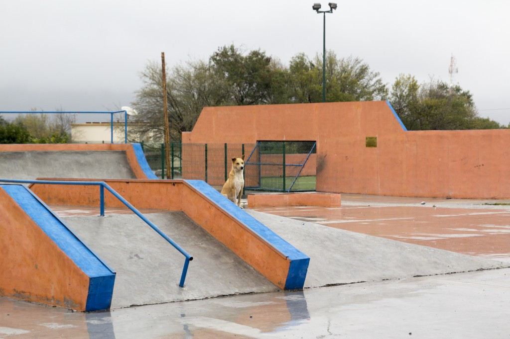 Stray dogs were everywhere. This guy and a few others enjoyed the concrete jungle of a long overlooked skatepark. 