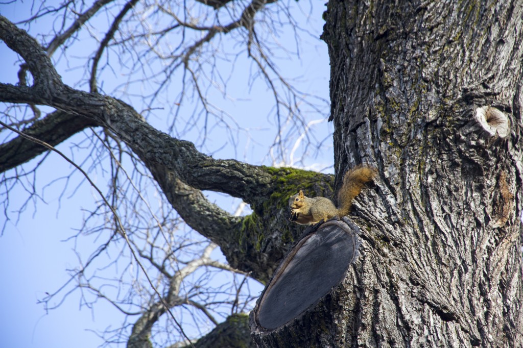 Squirrel chillin in a tree in Hood River, OR