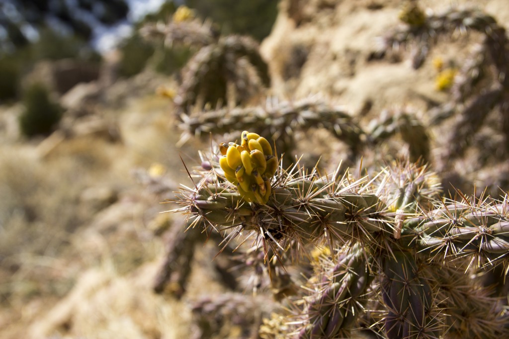 Pokey and dry. Cool landscape.