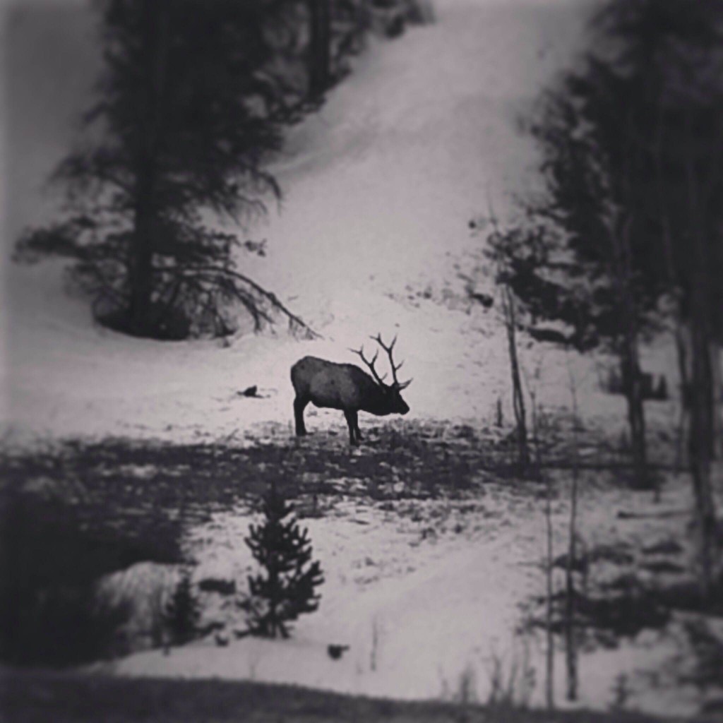 Saw this guy chill in on the side of the road on the way down from Rocky Mountain National Park. Front Range Zone