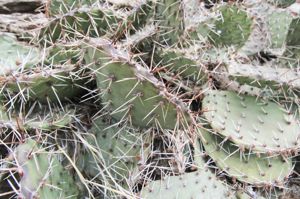 Cacti 