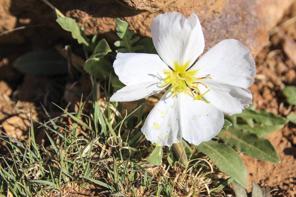 One of the first desert flowers of the year.