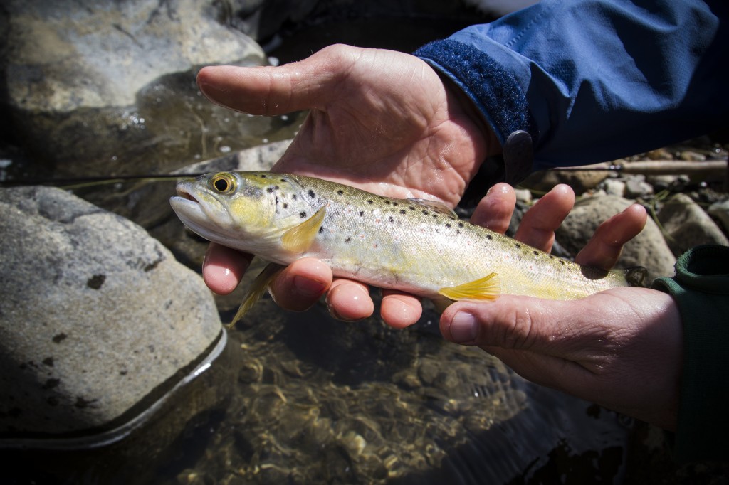 One of a few nice fish we caught including my first ever on a fly rod! 