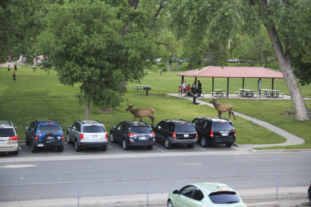 Elk wandering through the park. I took this picture from our window one evening. 