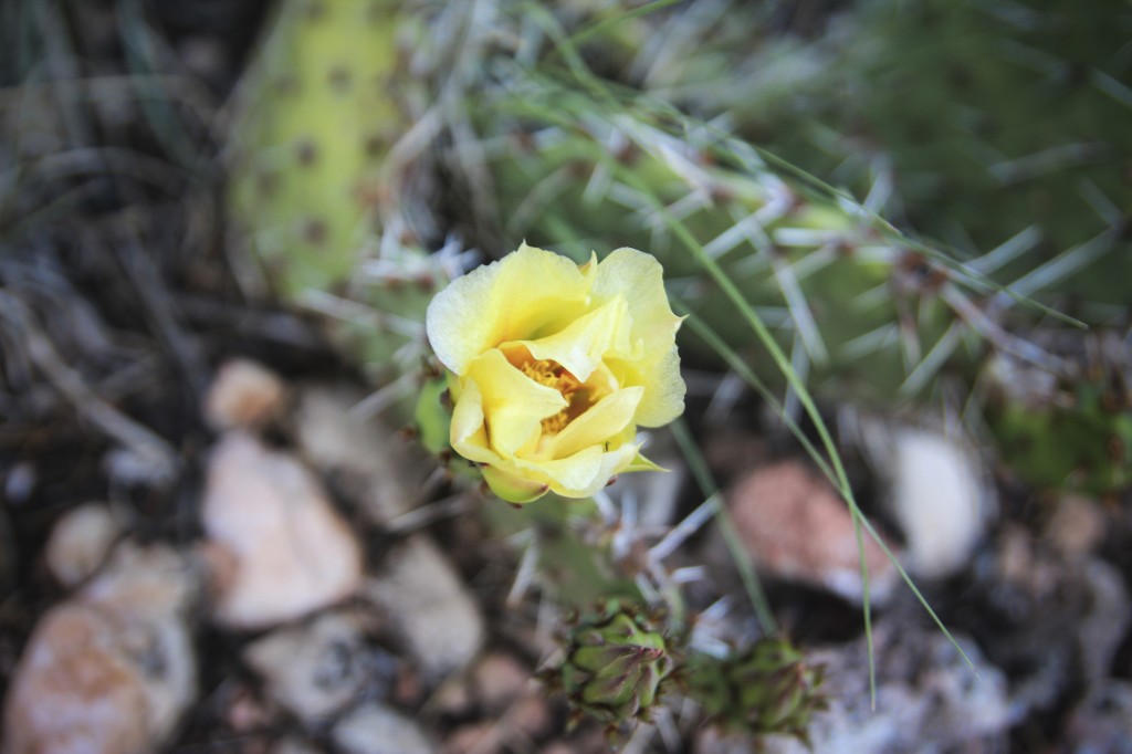 Cactus flowers at Shelf.