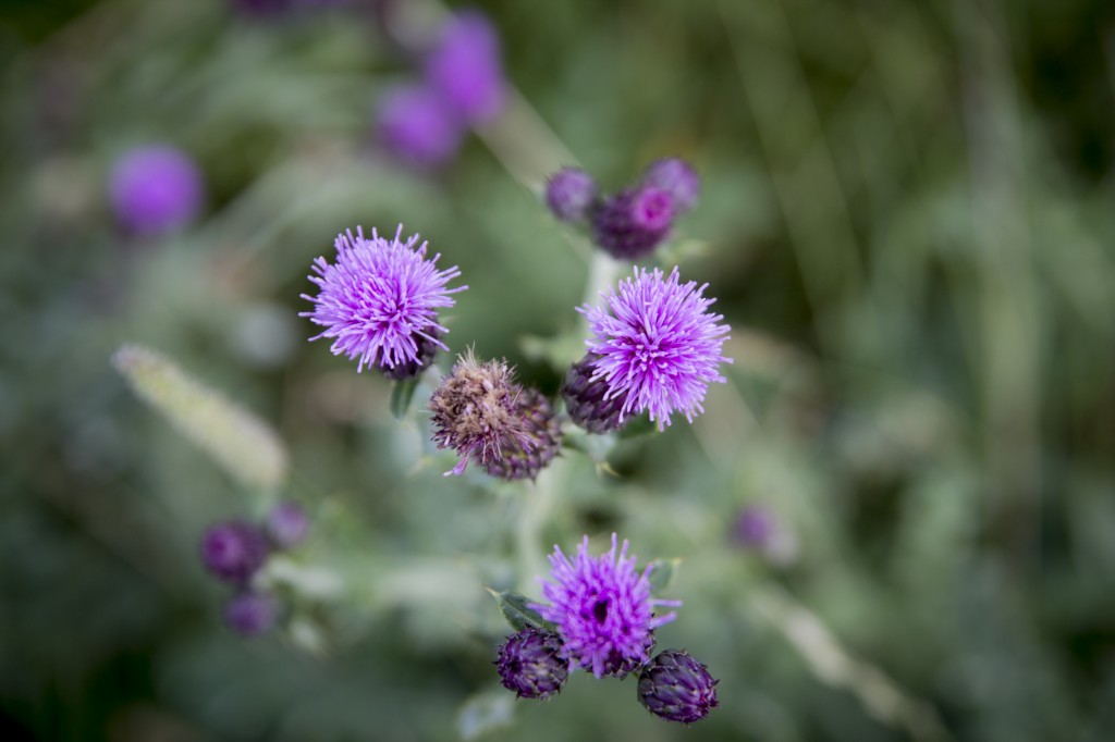 Flowers along the trail.