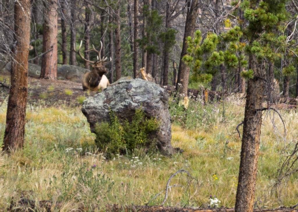 We saw several bull elk. What amazing creatures! 