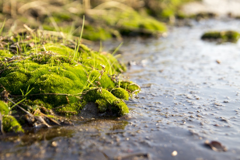 Mini world of green.