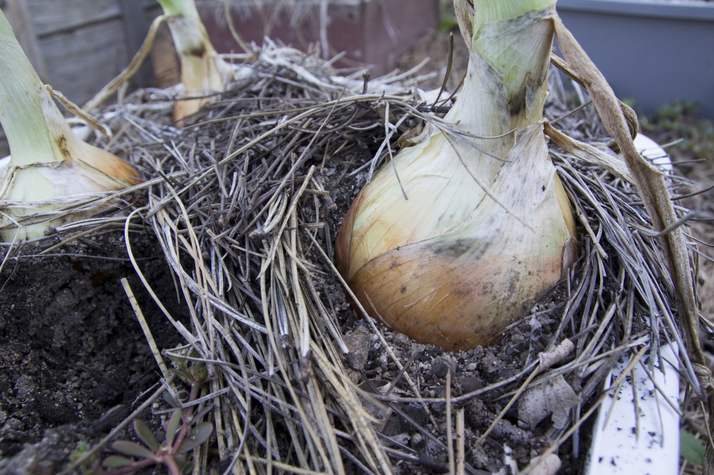 Onions in the Rodes' family garden.