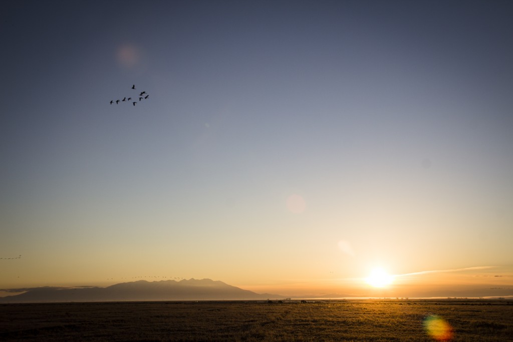 150313_SandhillCrane_30