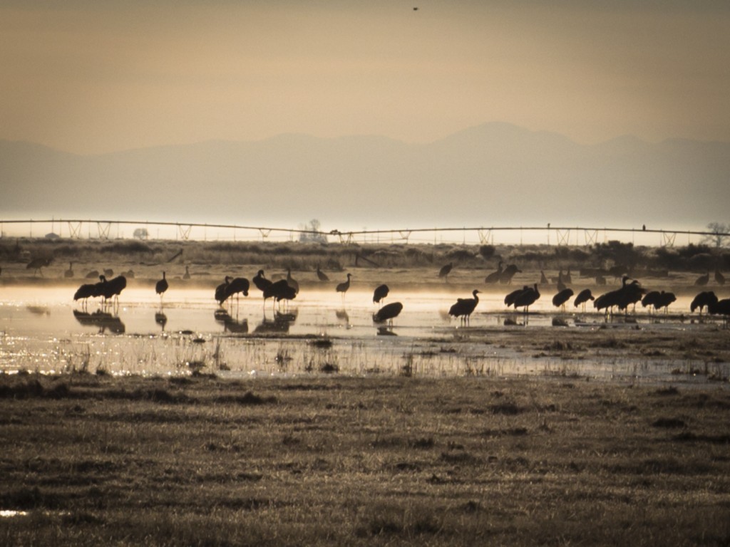 150313_SandhillCrane_32