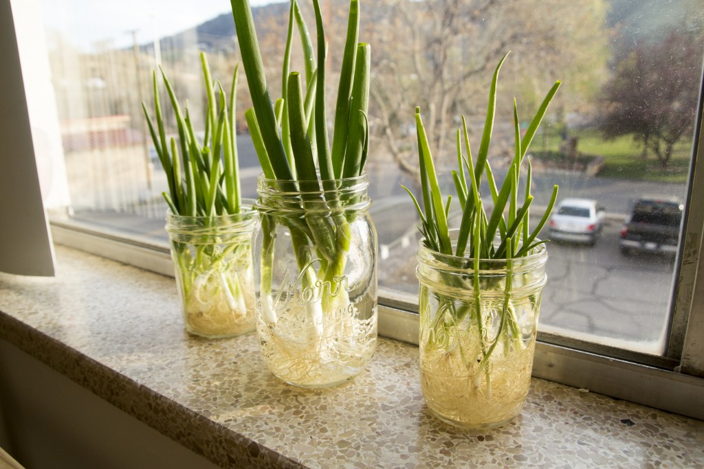 This is a cool idea. So you can cut green onions down just above the bulb and put them in water to regrow. In two weeks, you have another onion to enjoy. This can repeat 2-3 times each before they need to be replanted in the ground. You can even take one from the grocery store and do this. Works with lettuce too!