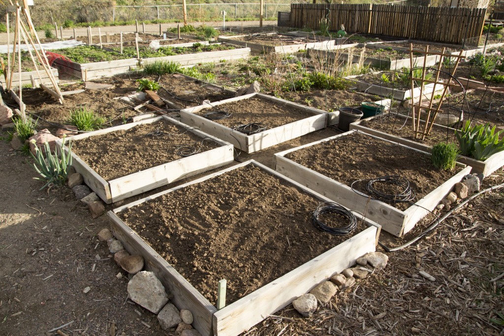 The beds all cleaned out, weeded, turned over and mixed with topsoil and compost.