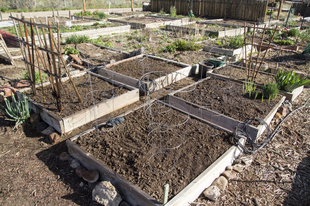 Ready to plant! Tomato cages up and sugar snap pea trellis in!