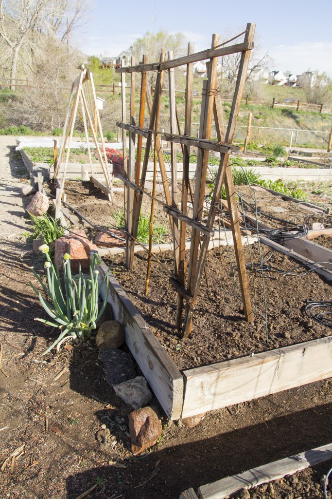 Pea trellis from random piles of unused garden stuff behind the shed. 