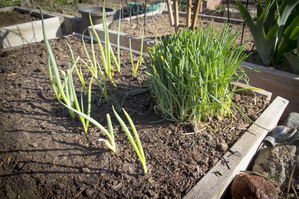 Transplanted the green onions into a couple nice rows. We have a few more to plant if there is room. 