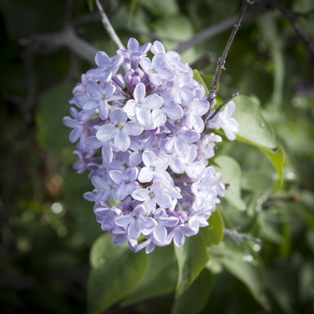 Although the spring rains don't help the climbing, they do create an amazing heavy fragrance from all the blooming lilacs. 