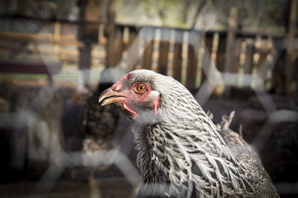 Our chicken neighbor. 