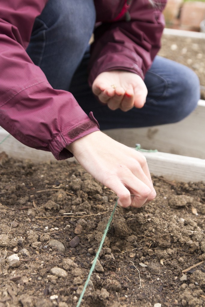 Robyn planting a row of lettuce.