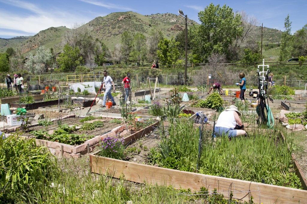 Weeding and planting. 